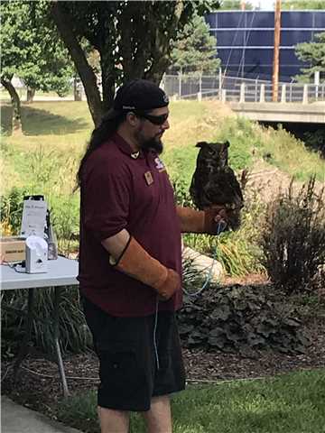 "Zues" Great Horned Owl